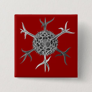 Badge Carré 5 Cm Haeckel