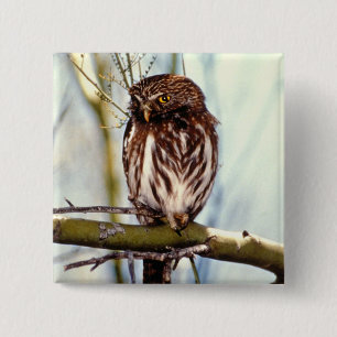 Badge Carré 5 Cm Hibou pygméen