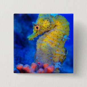 Badge Carré 5 Cm Hippocampe lumineux de l'hippocampe