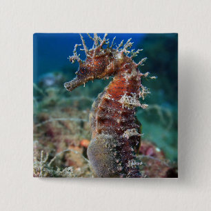 Badge Carré 5 Cm Hippocampe Ramulosus de l'hippocampe  