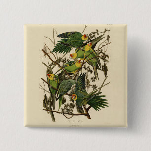 Badge Carré 5 Cm Illustration Audubon Carolina Parrot Bird