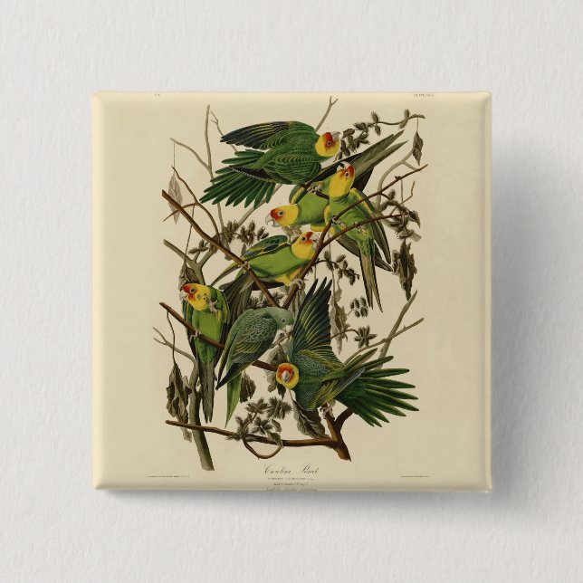 Badge Carré 5 Cm Illustration Audubon Carolina Parrot Bird (Devant)