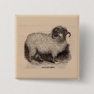 Badge Carré 5 Cm Imprimerie du 19e siècle moutons des Highlands