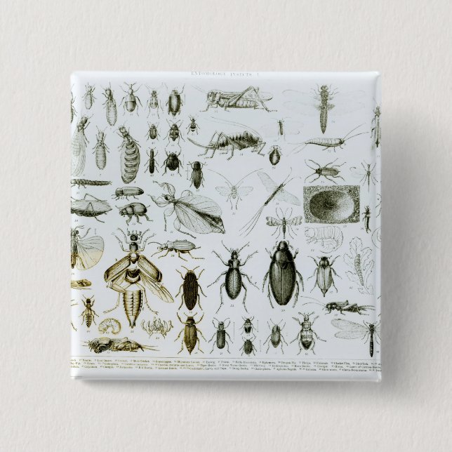 Badge Carré 5 Cm Insectes d'entomologie (Devant)