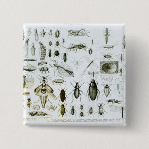 Badge Carré 5 Cm Insectes d'entomologie