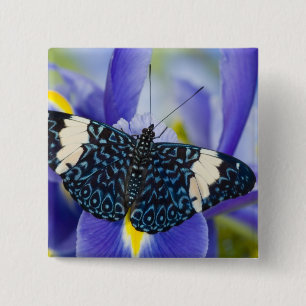 Badge Carré 5 Cm Iris Pourpre Papillon Tropical