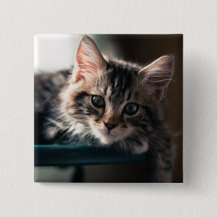 Badge Carré 5 Cm Jeune chat tigré masculin 2