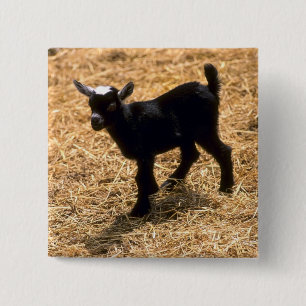 Badge Carré 5 Cm Jeune chèvre de Pigmy