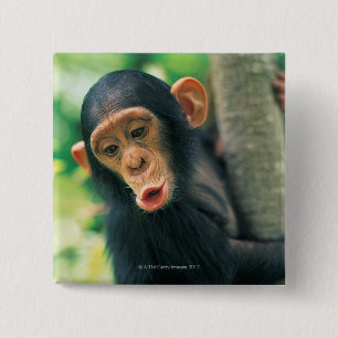 Badge Carré 5 Cm Jeune chimpanzé (troglodytes de casserole)