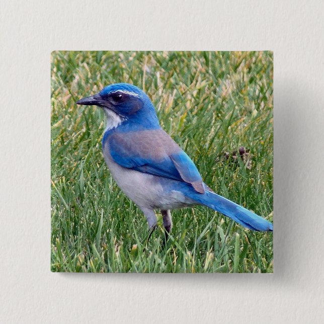 Badge Carré 5 Cm Joli Blue Scrub Jay Bird Photo (Devant)