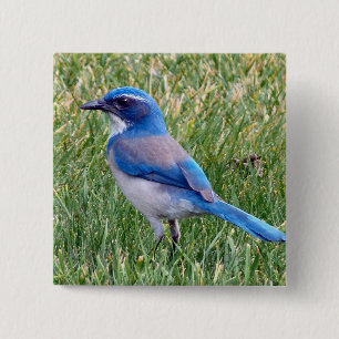 Badge Carré 5 Cm Joli Blue Scrub Jay Bird Photo