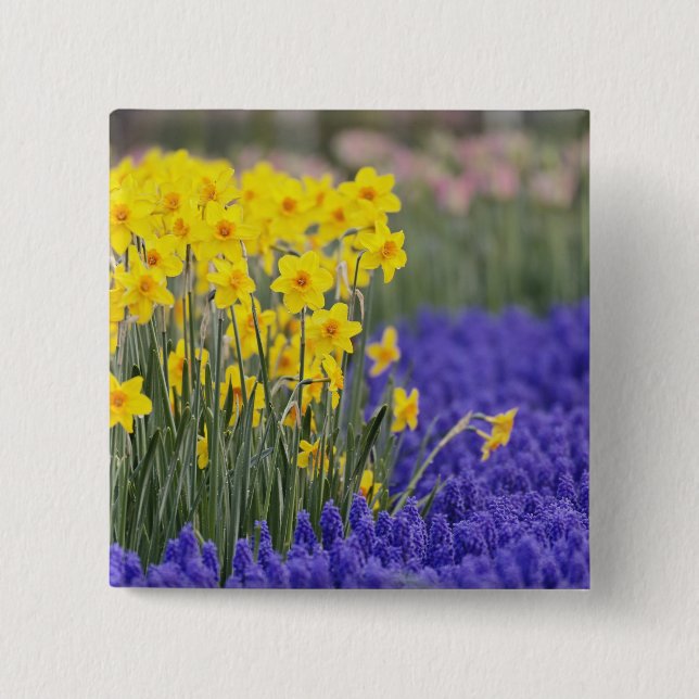 Badge Carré 5 Cm Jonquilles et muscaris, Keukenhof 3 (Devant)