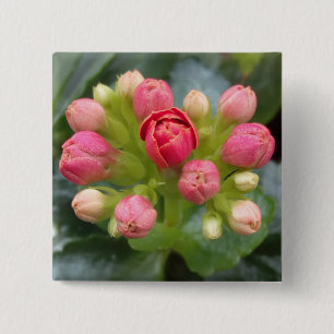 Badge Carré 5 Cm Kalanchoe Buds