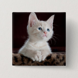 Badge Carré 5 Cm Kitten blanc vulnérable
