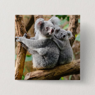 Badge Carré 5 Cm Koala avec bébé dans un arbre en Australie