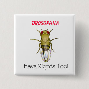 Badge Carré 5 Cm La DROSOPHILE, drosophile, ont Righ… - Customis