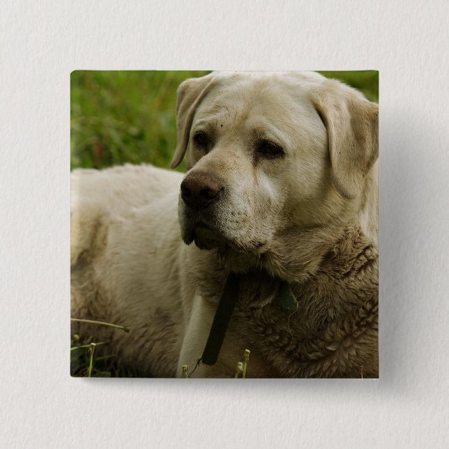 Badge Carré 5 Cm Labrador Photo (Devant)