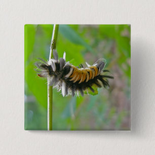 Badge Carré 5 Cm Lait Tussock Moth Caterpillar Items