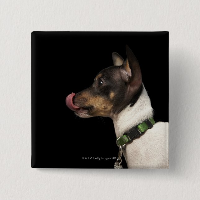 Badge Carré 5 Cm Langue du Terrier noir et blanc (Devant)