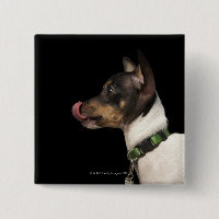 Langue du Terrier noir et blanc