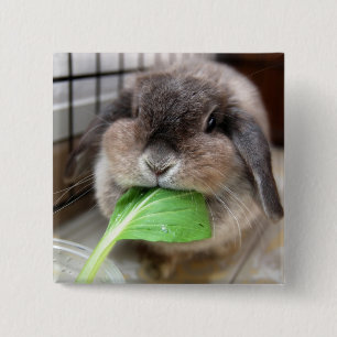 Badge Carré 5 Cm Lapin mâchant végétal