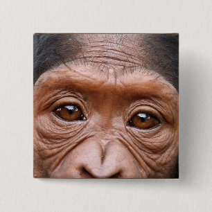 BADGE CARRÉ 5 CM LE CHIMPANZÉ OBSERVE LE BOUTON
