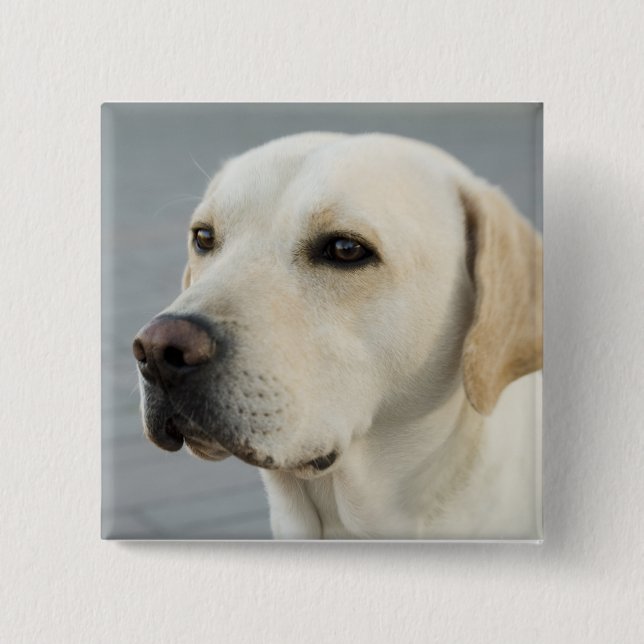 Badge Carré 5 Cm Le Labrador doré (Devant)