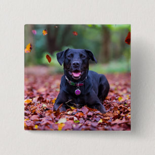 Badge Carré 5 Cm Le Labrador Noir Dans Les Feuilles D'Automne