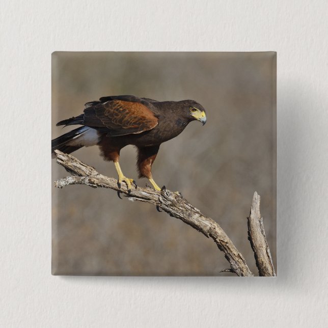 Badge Carré 5 Cm Le rapace été perché par faucon de Harris (Devant)