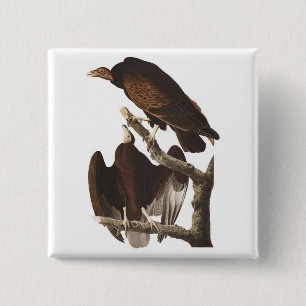 Badge Carré 5 Cm Le vautour turc d'Audubon