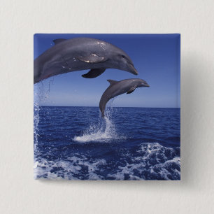 Badge Carré 5 Cm Les dauphins des Caraïbes