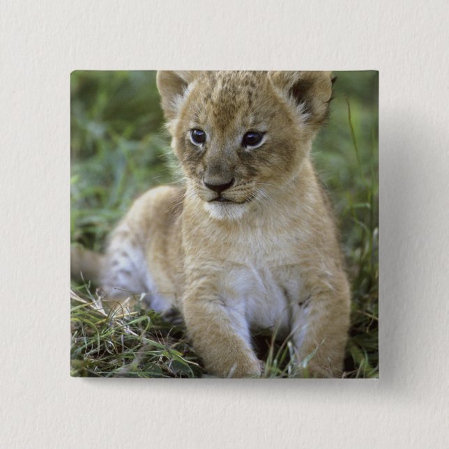 Badge Carré 5 Cm lion d'Afrique, Panthera leo), Tanzanie, (Devant)