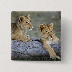 Badge Carré 5 Cm Lionceaux sur rondin