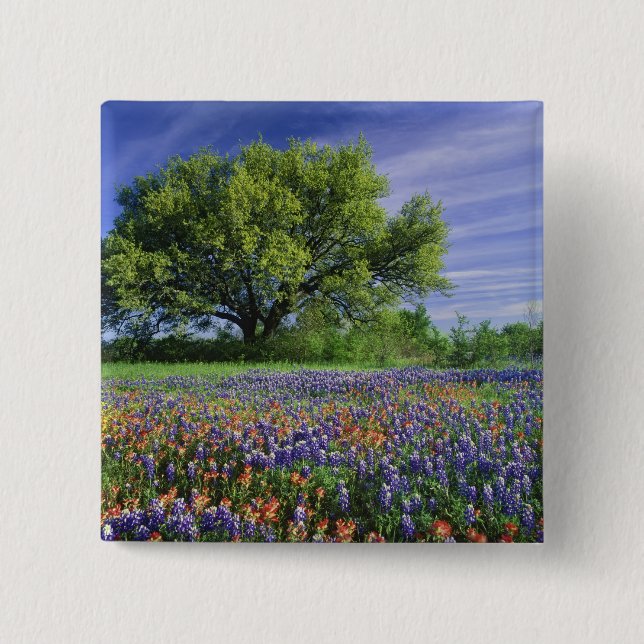 Badge Carré 5 Cm Live Oak & Texas Paintbrush et Texas (Devant)