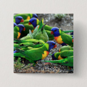 Badge Carré 5 Cm Lorikees arc-en-ciel australiens