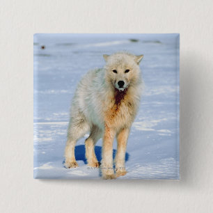 Badge Carré 5 Cm Loup