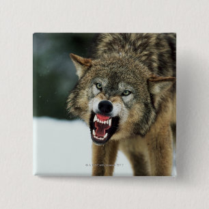 Badge Carré 5 Cm Loup gris narling
