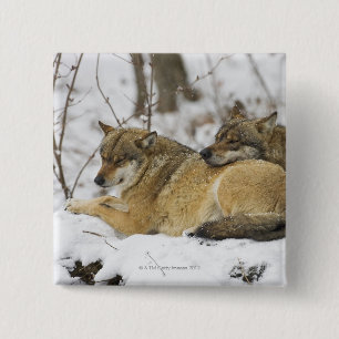 Badge Carré 5 Cm Loups dans le bois de Bawarian