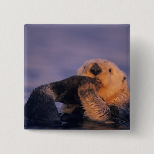 Badge Carré 5 Cm Loutre de mer, Enhydra lutris