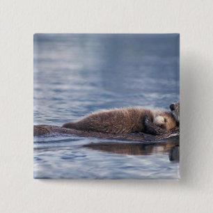 Badge Carré 5 Cm loutre de mer, Enhydra lutris lutris