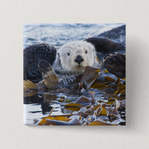 Badge Carré 5 Cm Loutre de mer enveloppée de kelp
