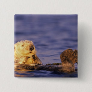 Badge Carré 5 Cm Loutres de mer, Enhydra lutris 4