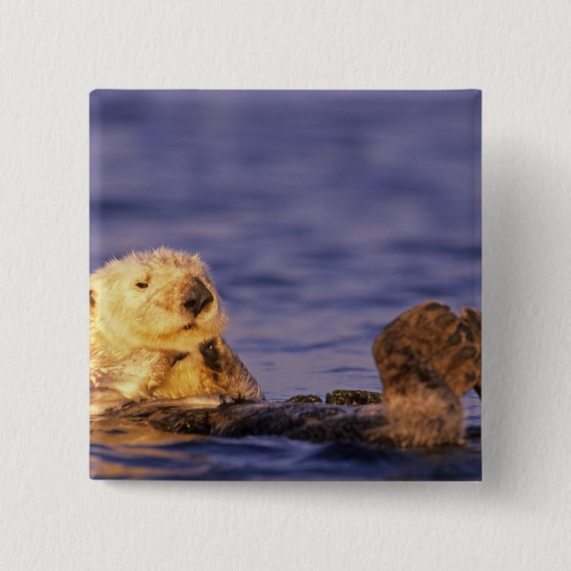 Badge Carré 5 Cm Loutres de mer, Enhydra lutris 4 (Devant)