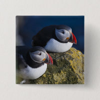Macareux moine (Fratercula arctica) 7