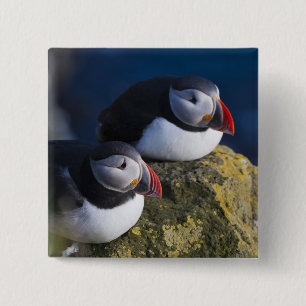 Badge Carré 5 Cm Macareux moine (Fratercula arctica) 7