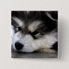 Badge Carré 5 Cm Malamute d'Alaska