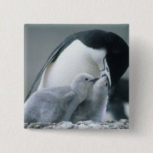 Badge Carré 5 Cm Manchots à collier, Pygoscelis antarctica),