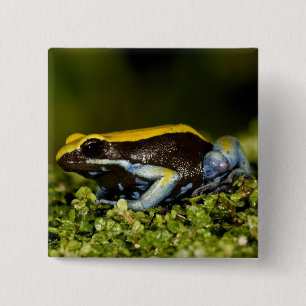 Badge Carré 5 Cm Mantella à oreilles noires, Mantella expectata,