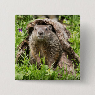 Badge Carré 5 Cm Marmotte dans un tronc creux