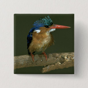 Badge Carré 5 Cm Martin-pêcheur de malachite